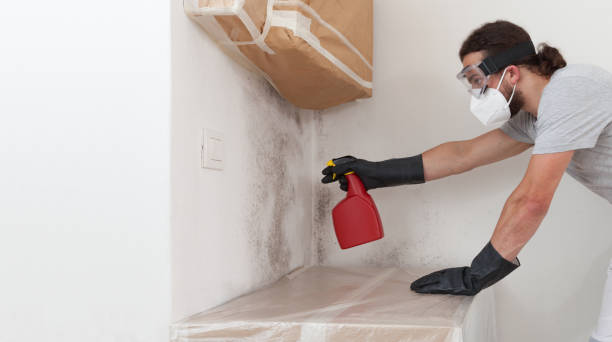 Professional Mold Removal technician working in Bergheim, TX